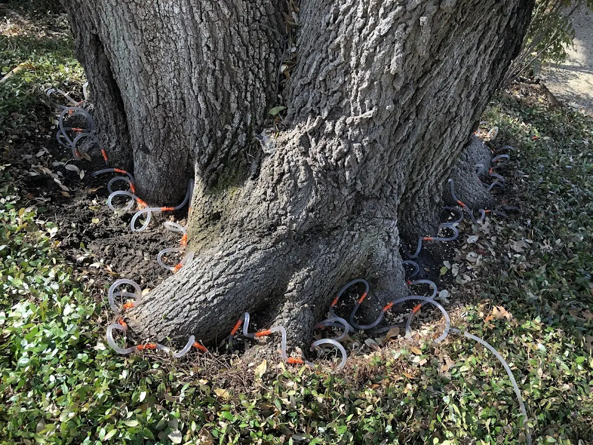 Detailed Tree Cabling and Bracing job site in Eden Mills
