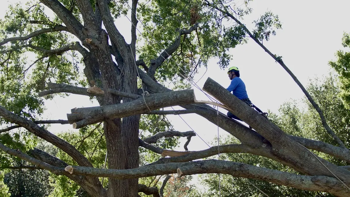 Professional Crown Thinning performed by certified arborists in Eden Mills